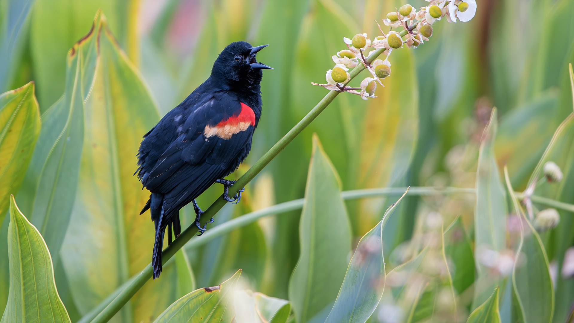 Red-winged Blackbird
